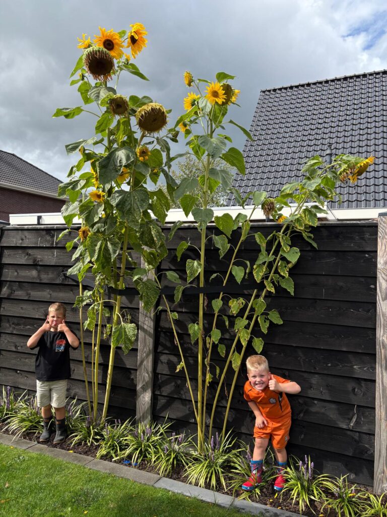 Zonnebloemen van Djurre en Matthys Soepboer