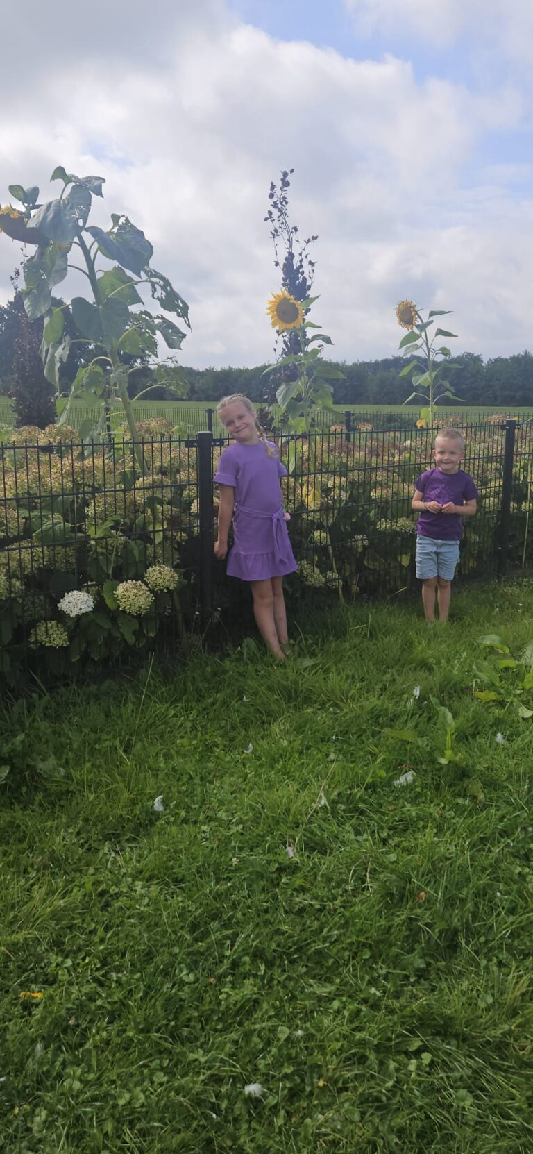 Zonnebloemen van Fardau en Ferre Postma