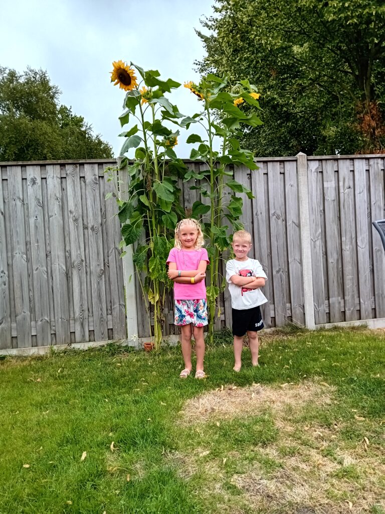 Zonnebloemen van Jildau en Hidde Kolthof
